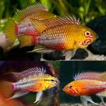 Pielęgniczka krasnopręga (Apistogramma hongsloi) MASSON