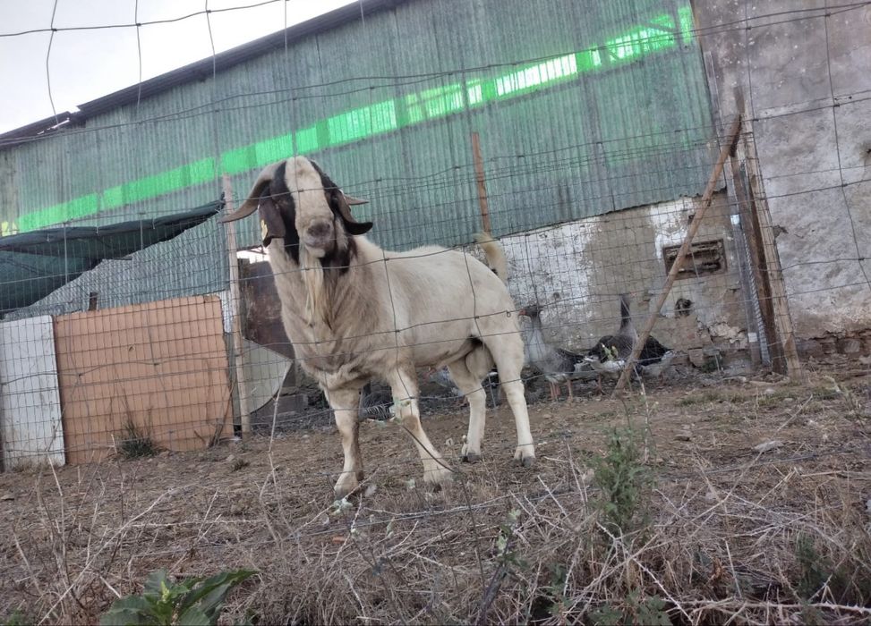 Vendo Bode Boer 2 anos