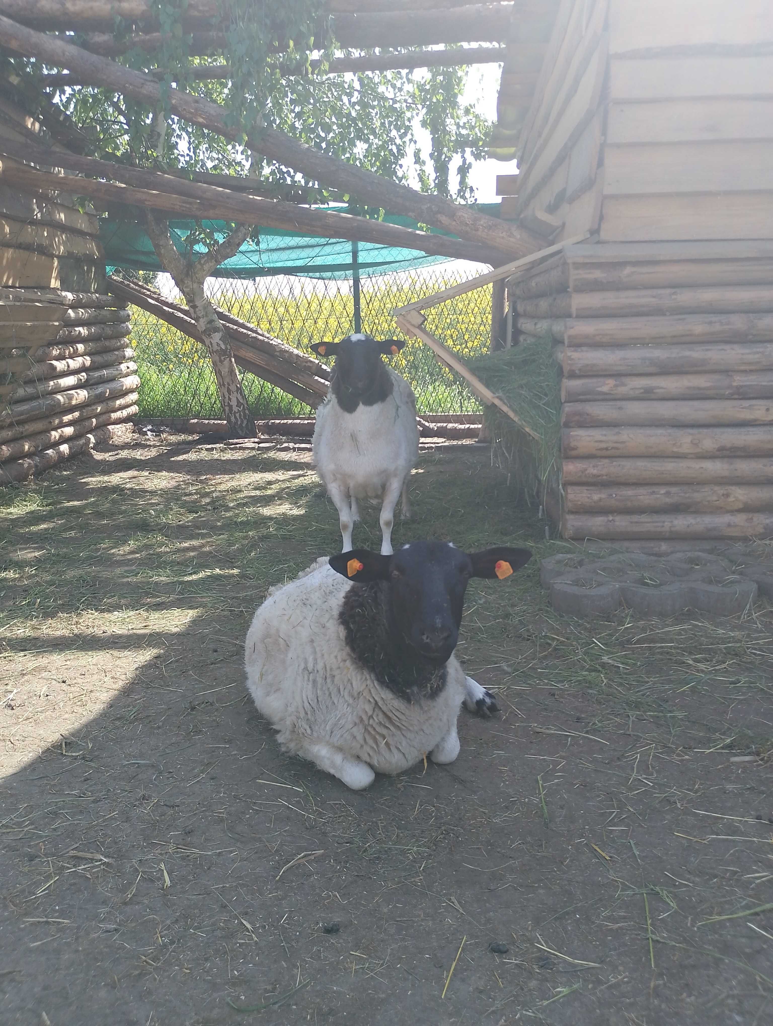 Owce dorper na sprzedaż