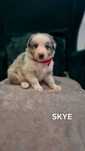Rasowa suczka Border Collie Blue Merle
