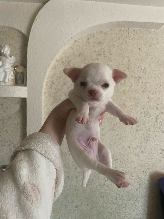 Самые Красивые Щенки Чихуахуа