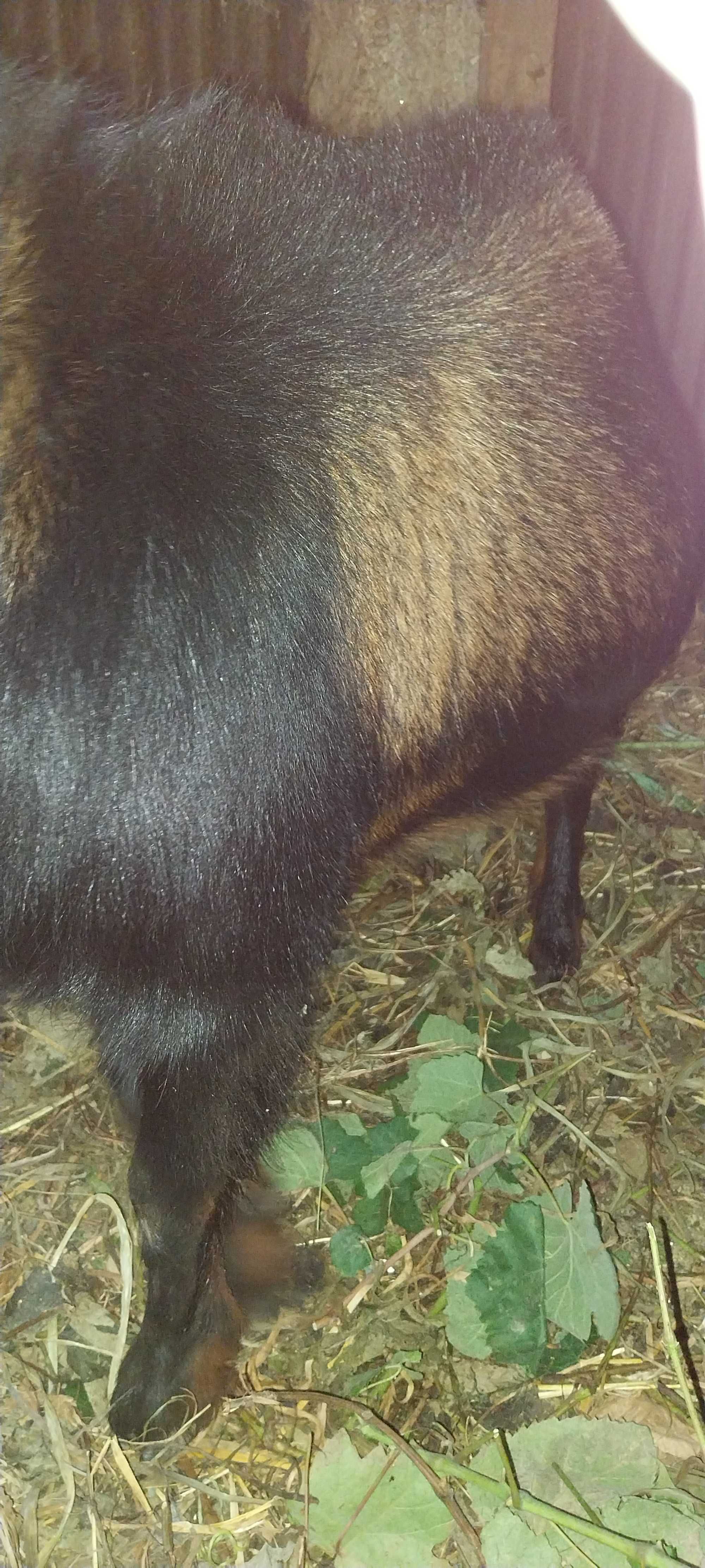 Troco ou vendo Cabrito anão  com 1 ano e meio