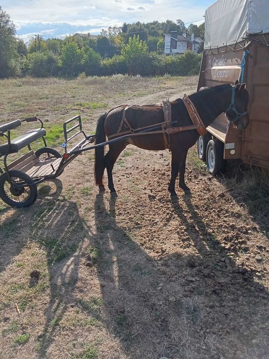 Poney wells com 3 anos