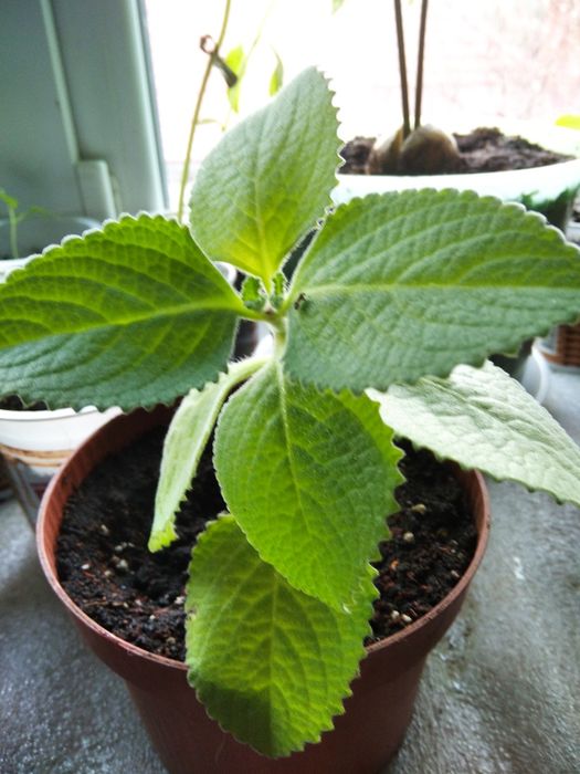 продаю комнатную мяту,плектрантус