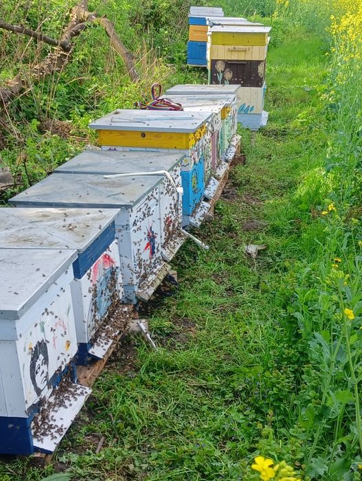 Miód pasieka Leśniewskich