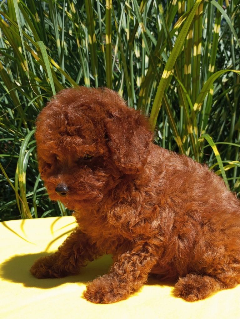 Pudel toy Red Brown suczka z rodowodem i paszportem