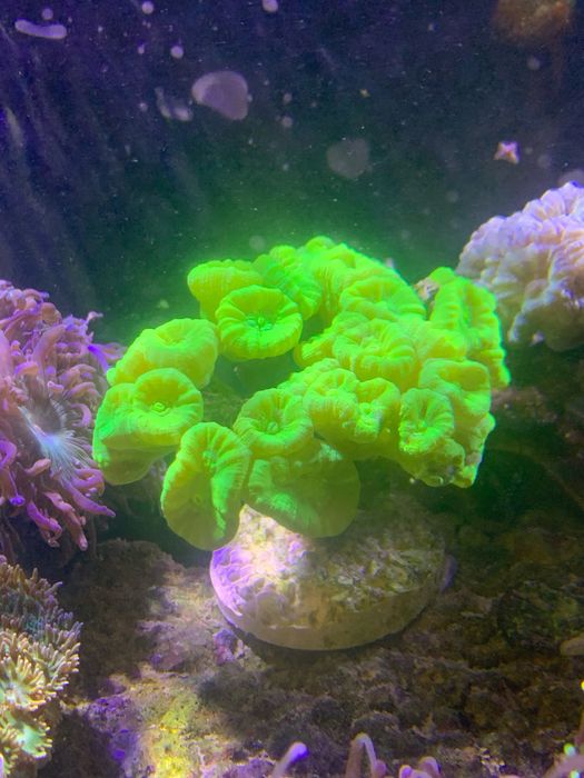 Caulastera Fluo koral LpS akwarium morskie rafa szcsepka