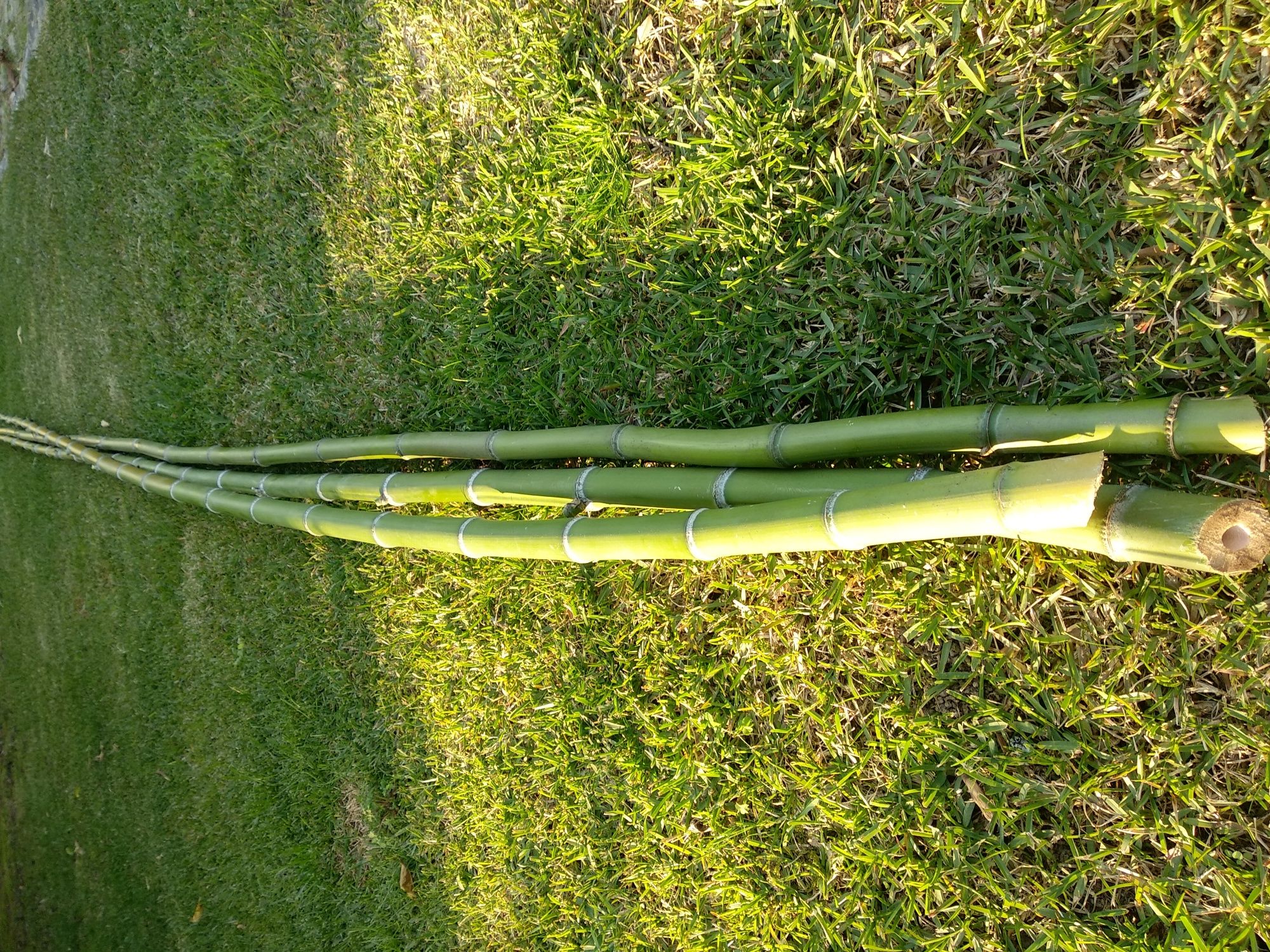 Canas de Bamboo ou Raízes em Vaso - Bambu c todos tamanhos ou alturas