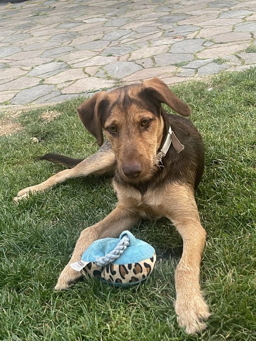 Oddam psa rasy terrier niemiecki (krzyzowka)