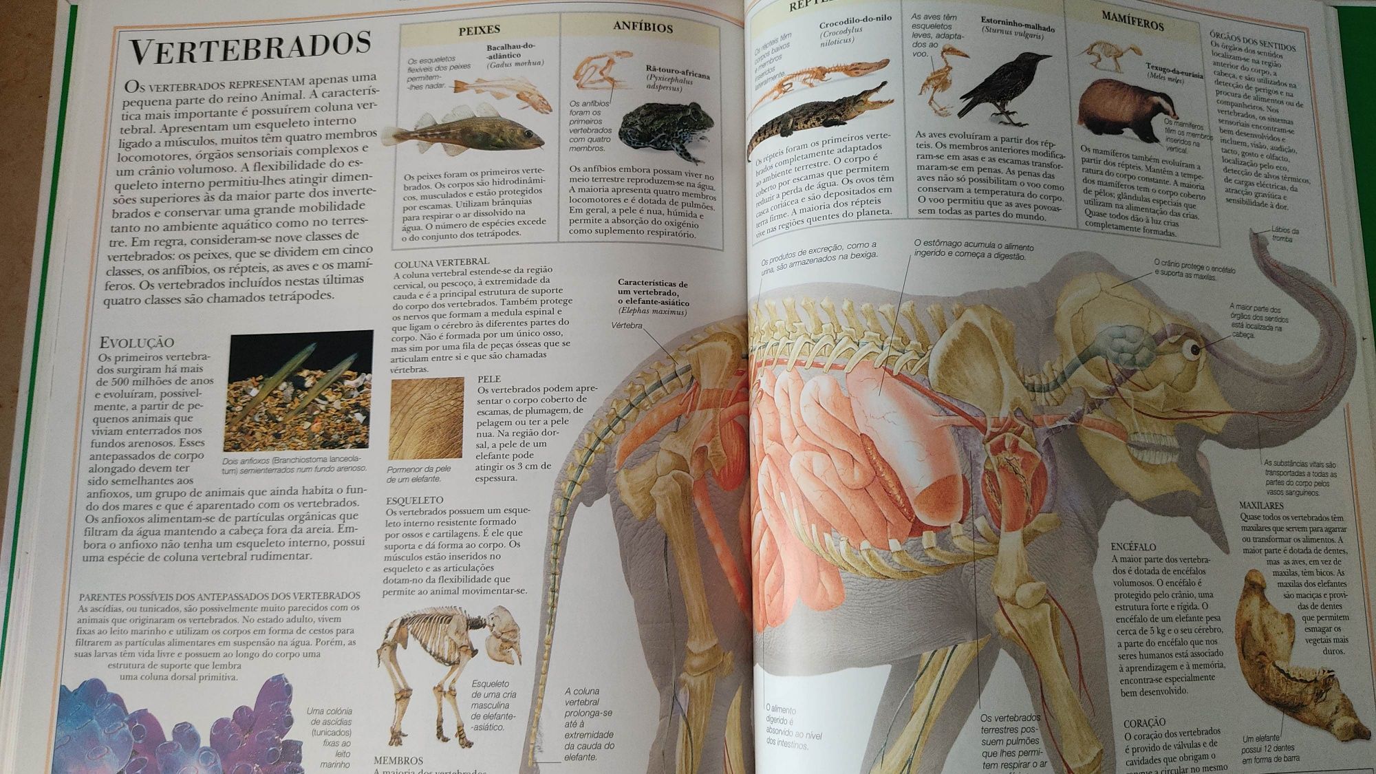 3 volumes novos da maravilhosa Enciclopédia da Natureza  -Verbo