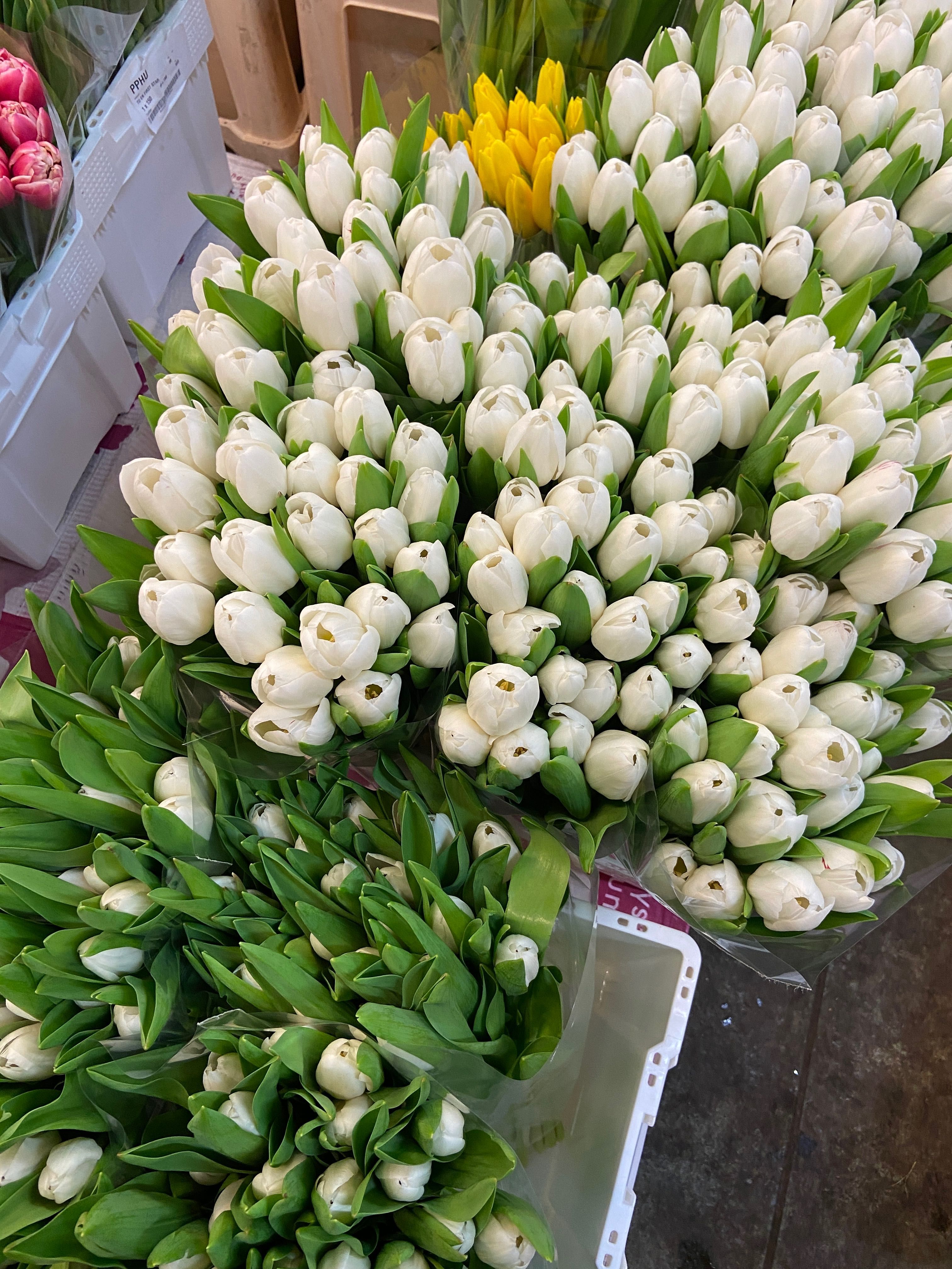 Kwiaty róża tulipan czerwienne białe różowe gurt cena magazyn rabatu