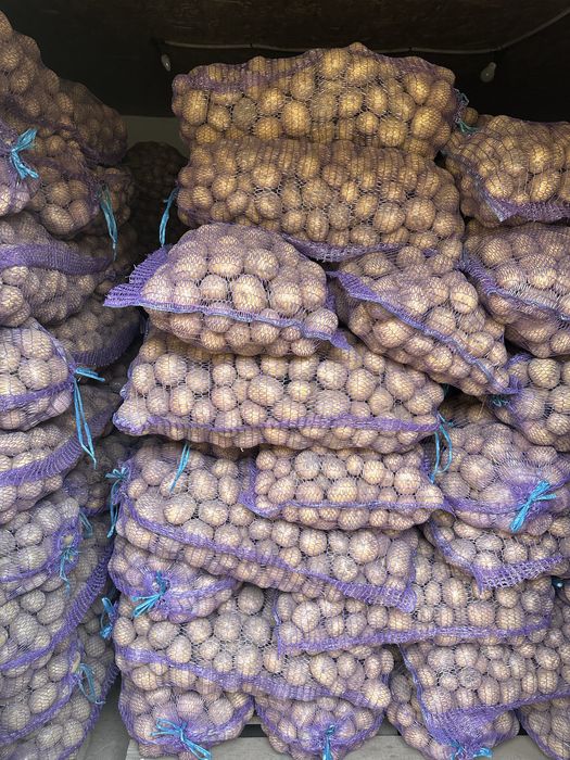 Насінева картопля Рівʼєра першої репродукції