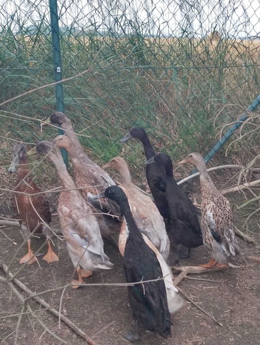 Sprzedam drób/zamienię na ziarno