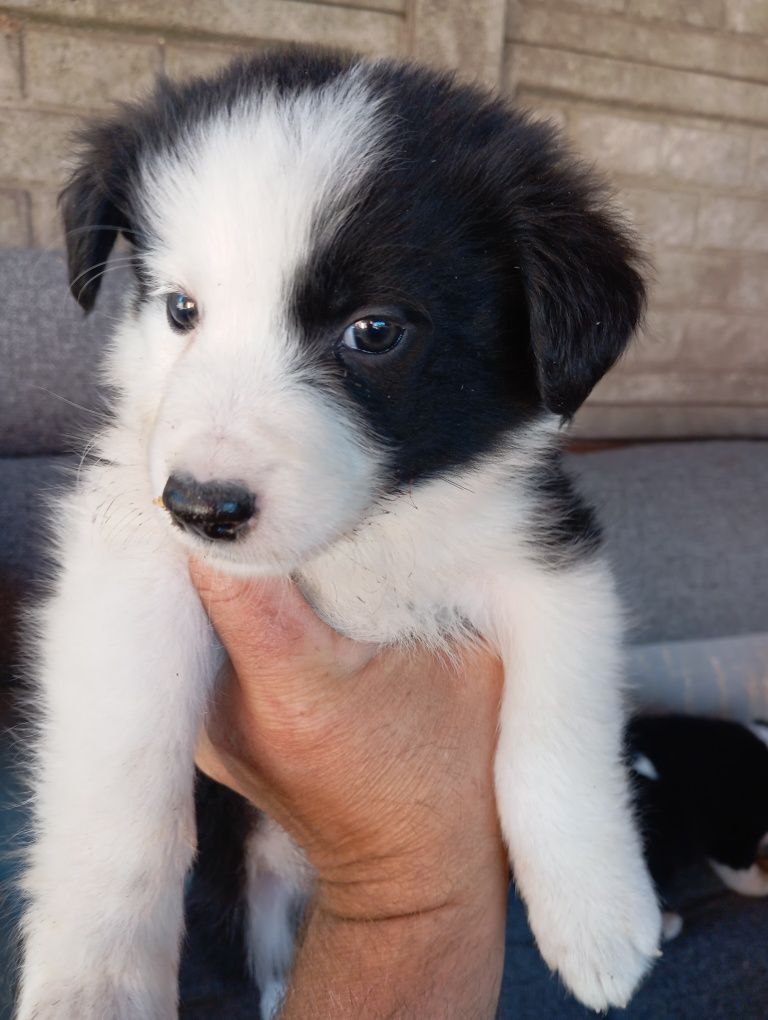 Piesek border collie