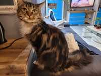 Kotka maine coon  2 letnia