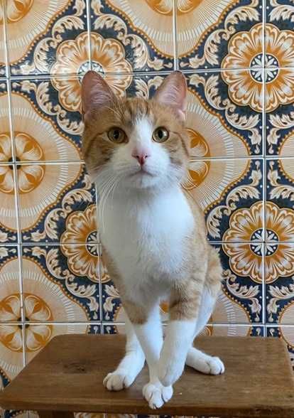 CASTRADO | Macho juvenil disponível para adoção responsável