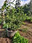 Plantas mirtilo variedade Duke
