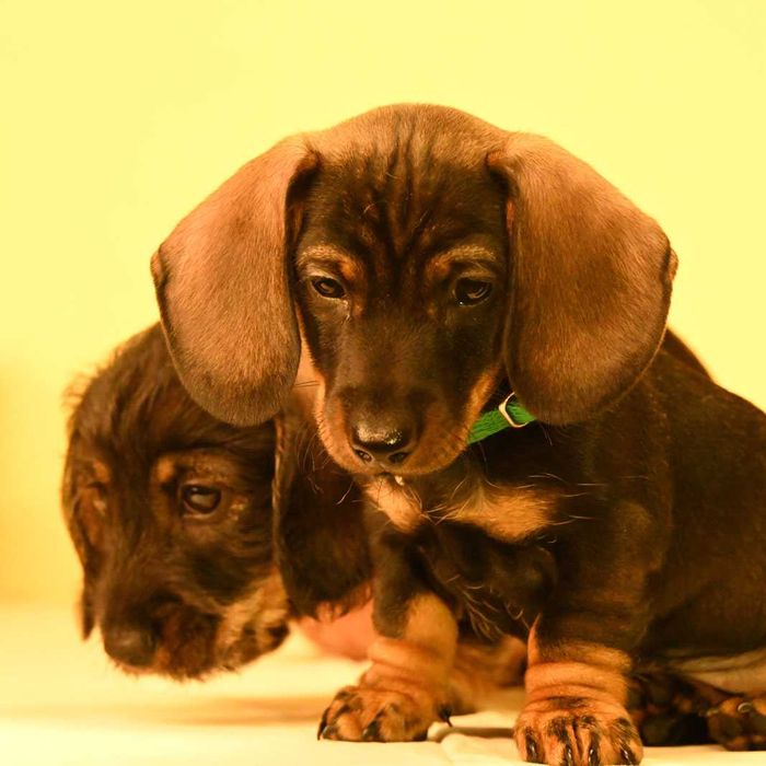 Jamnik szorstkowłosy miniaturowy odmieni Twoje życie