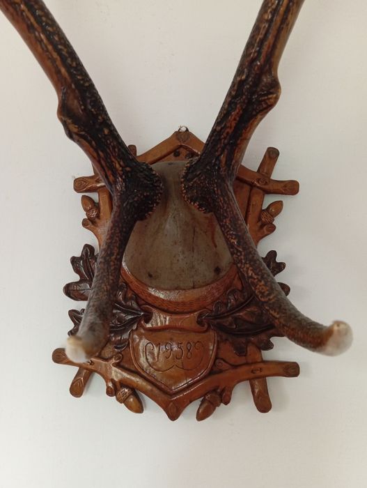 Duże trofeum Poroże jelenia   z 1958 roku