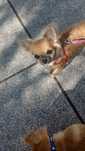 Przepiękna dziewczynka chihuahua