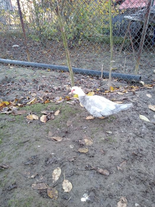 Kaczki francuskie indyczki