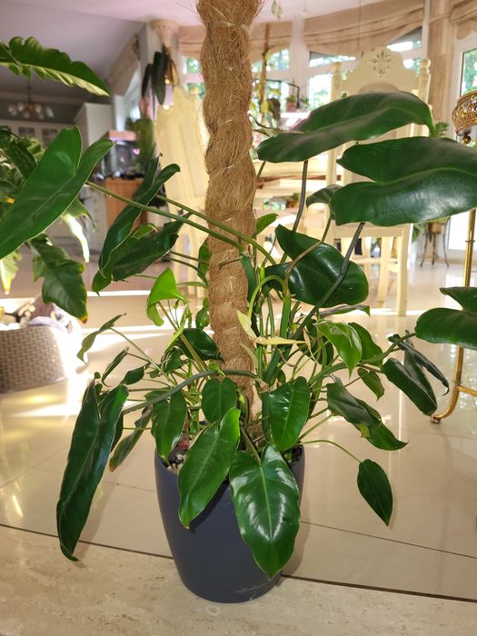 Philodendron burle Marx