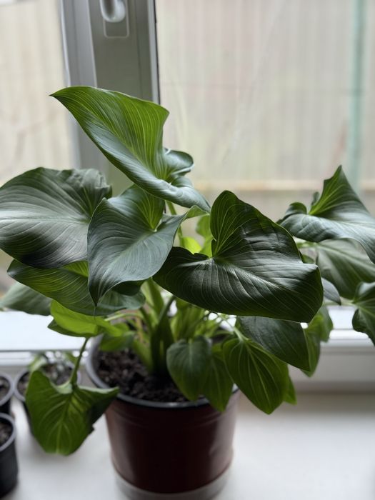 Продам квітку кала, кімнатна рослина