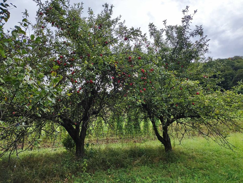 Działka Rdziostów blisko Nowego Sącza (Rzeka, Las, Sad)