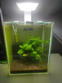 Akwarium Aquael 10 litrów z wyposażeniem i życiem.