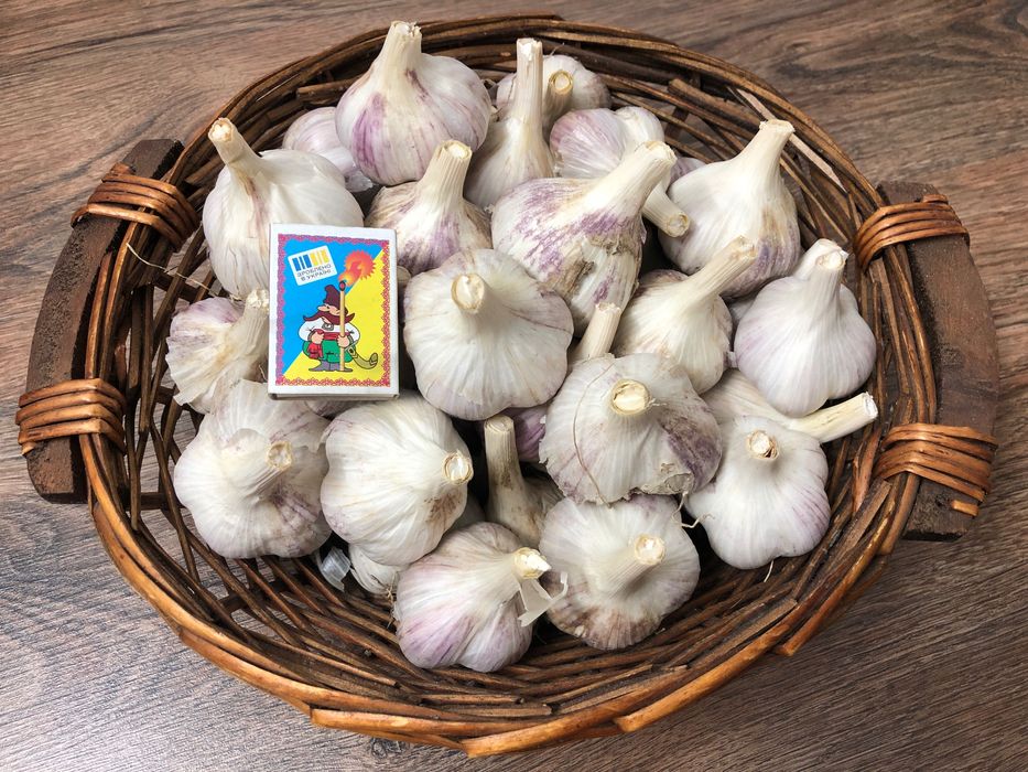 Часник Любаша чеснок