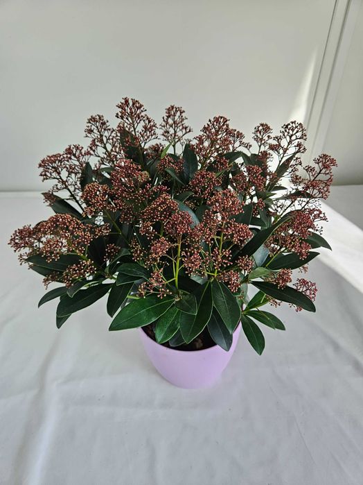 Skimia japońska Rubella 40cm C2 – zimozielona roślina + nawóz gratis