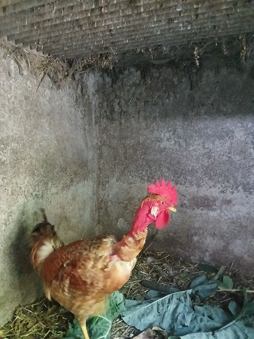 Frangos caseiros e traçados