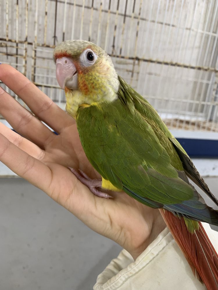 Aves domesticadas