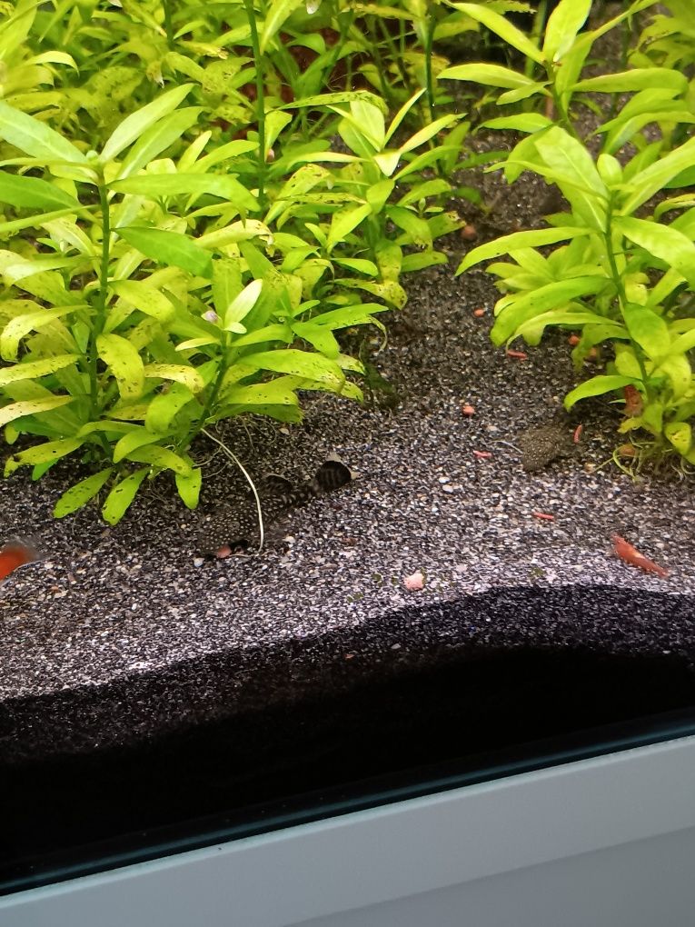 Ansistrus peixes