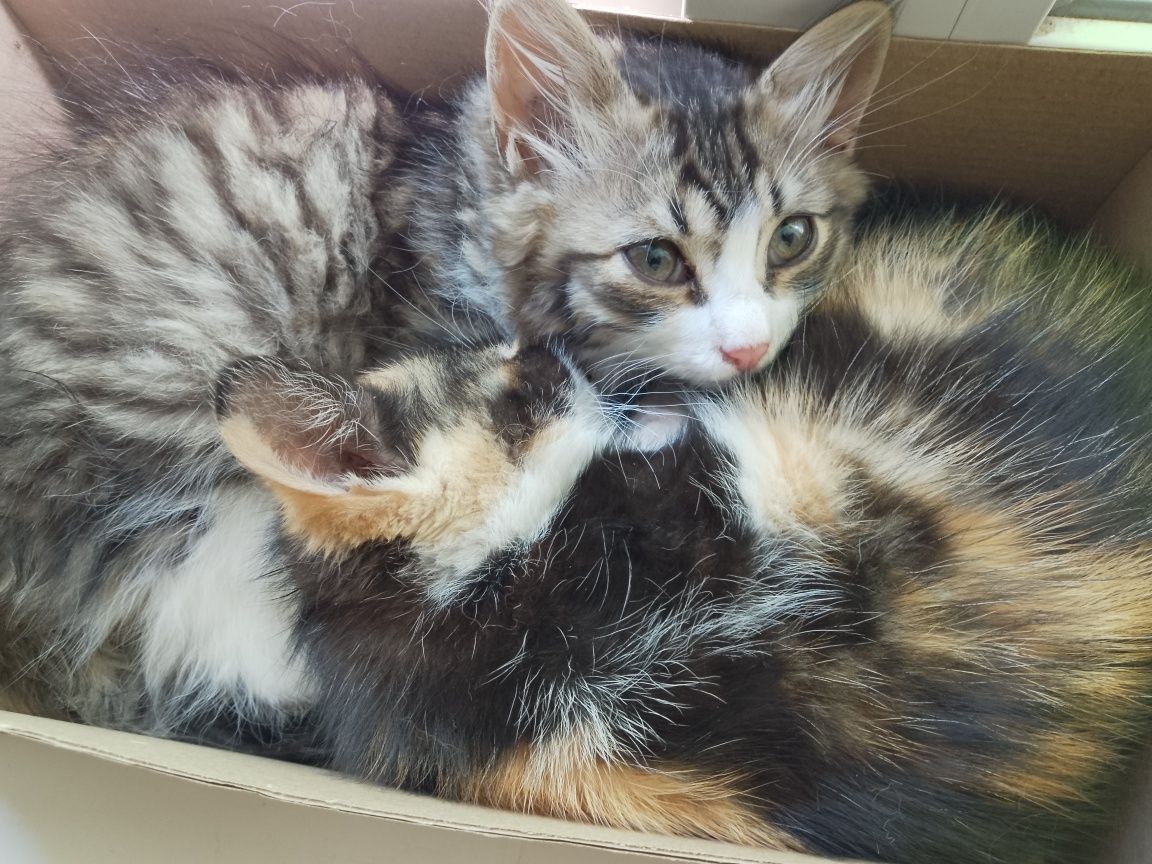 Отдам котят в добрые руки