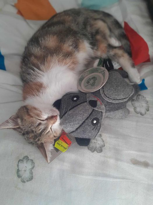 Кошеня. Кіт. Киця