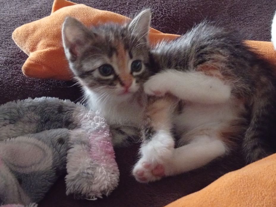 Віддам кота і кішечку у добрі руки