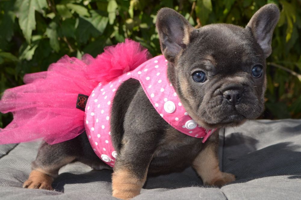 Дівчинка   зірочка .