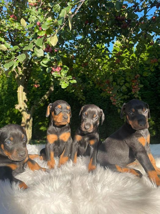 Piękny Doberman GRUBEJ BUDOWY !