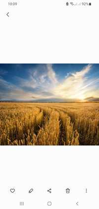 Продам пшеницю минулого урожаю