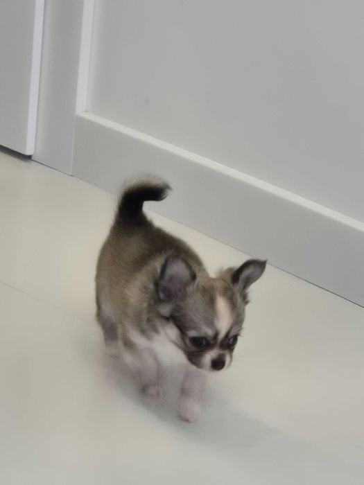 chihuahua długowłosa-piesek