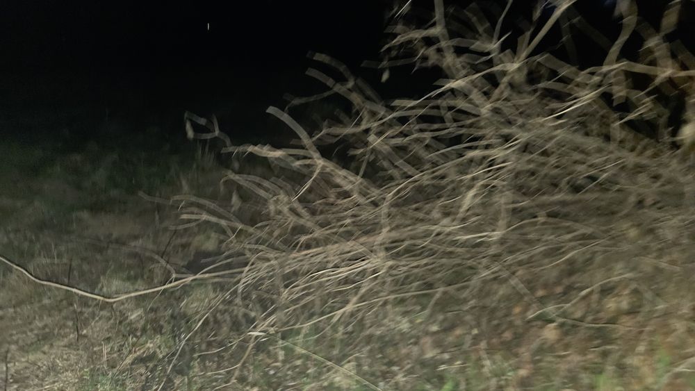 Sprzedam Drzewo około 30m2