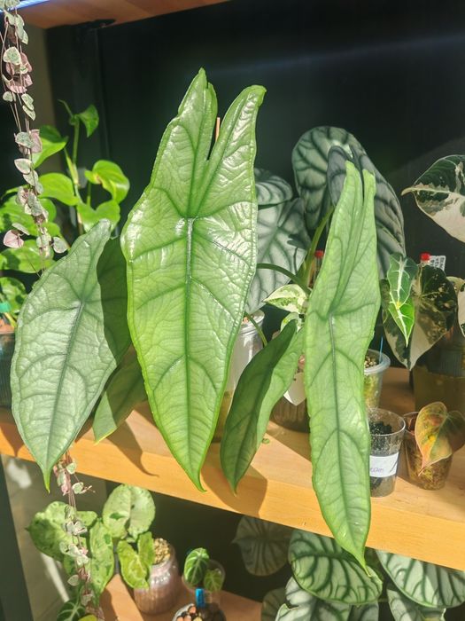 Alokazja Heterophylla Dragon's Breath