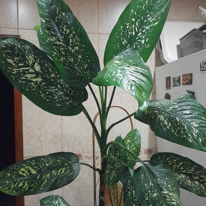 Дифенбахія висота 175 см, вік 2.5 роки, кімнатна рослина з горщиком