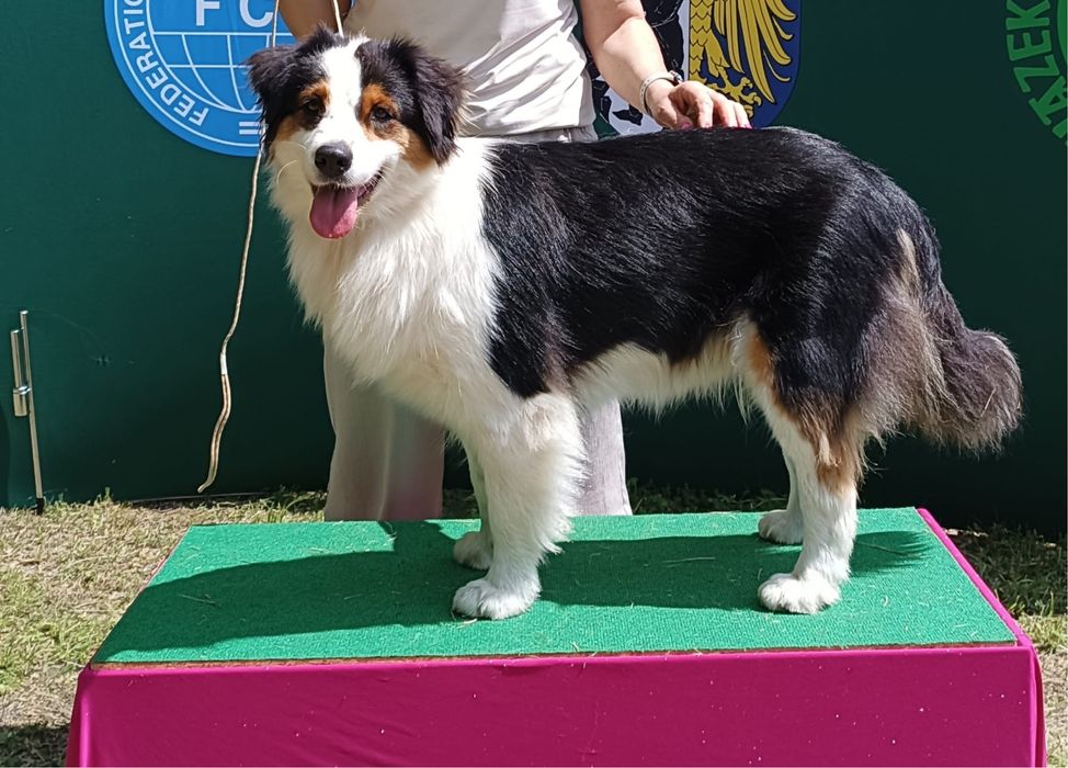 Owczarek australijski aussie FCI szczeniak black tri piesek