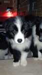 Border Collie linhagem de exposição