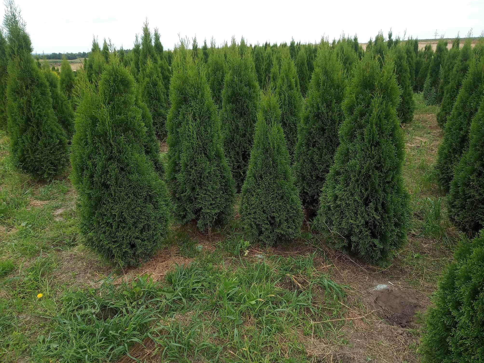 Tuja brabant, szmaragd 80 do 300cm, żywopłot sadzimy, dowozimy