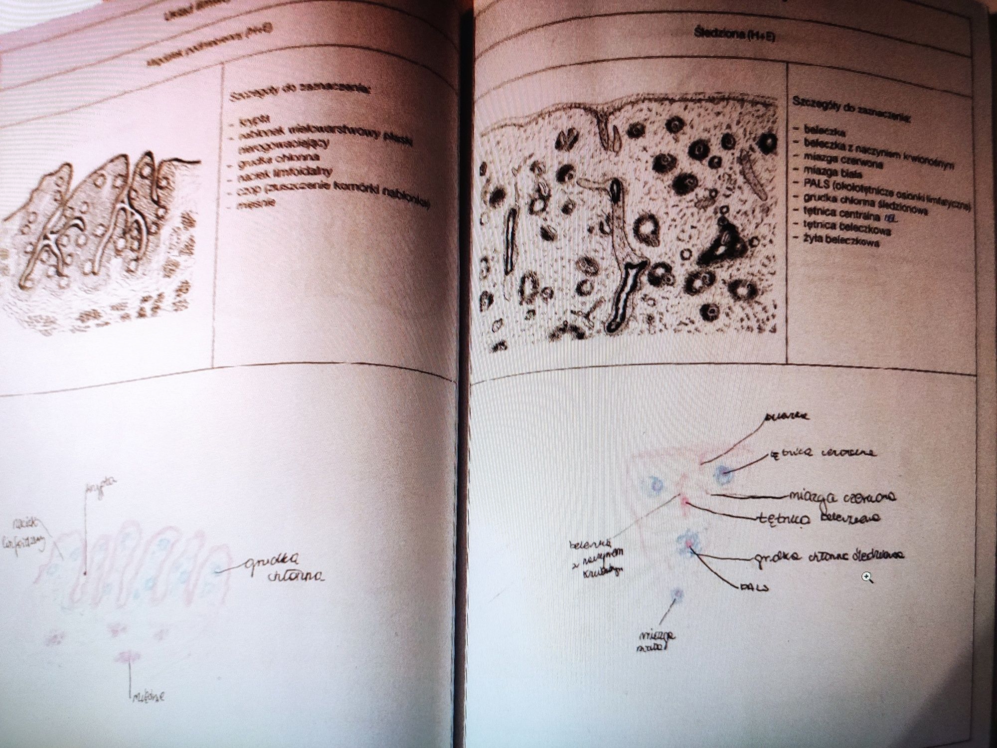 Histologia Ząbek+ zeszyt ćwiczeń gratis !!