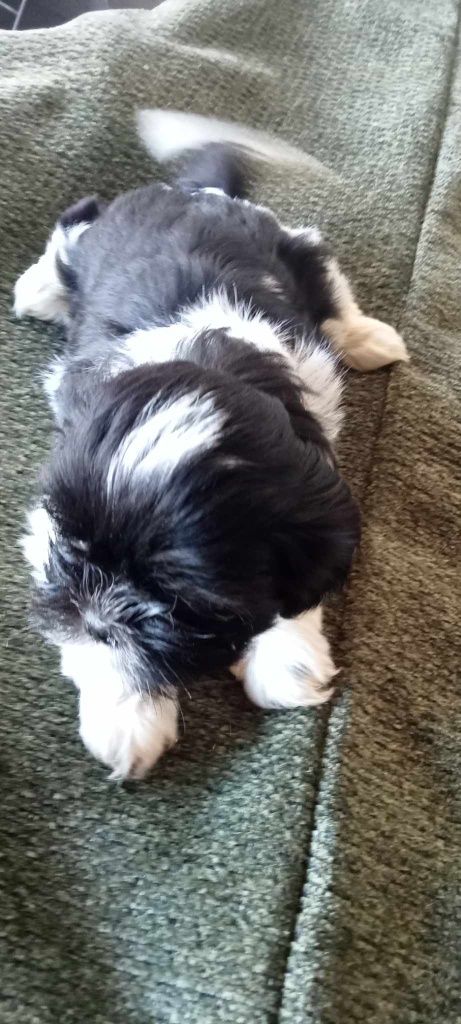 Shih-tzu szczeniak z rodowodem