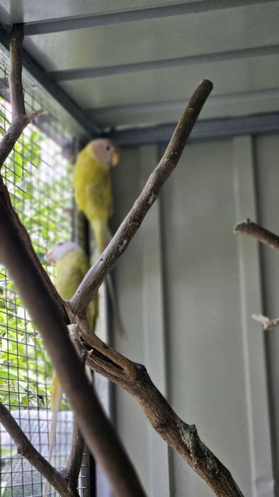 Cabeça de ameixa F.Diluida